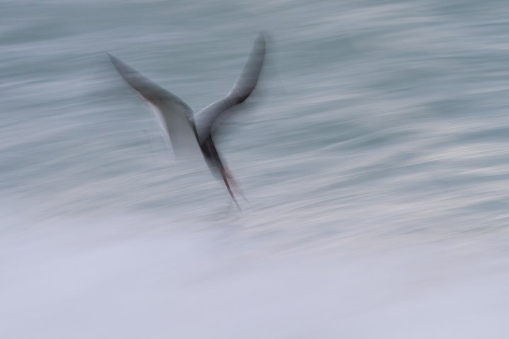 Schwarzmantel-Scherenschnabel Rynchops niger Black Skimmer